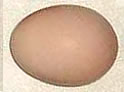 light brown egg