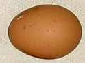 red brown egg