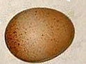 speckled egg