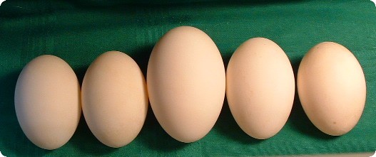 regular sized eggs with double yolk egg in the middle