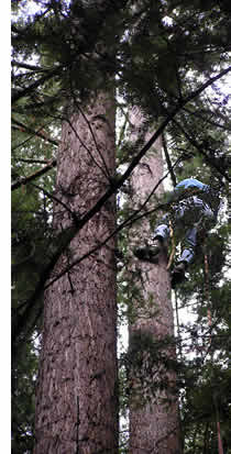 Mike climbing redwood to install wireless internet equipment.